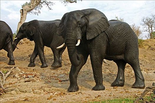 非洲象,沐浴,乔贝,博茨瓦纳