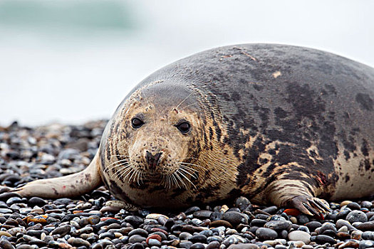 灰海豹,躺着,海滩,雄性,石荷州,德国,欧洲