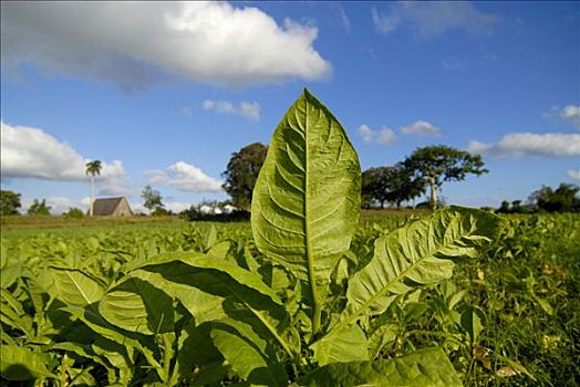 烟草植物,地点,云尼斯,古巴,中美洲