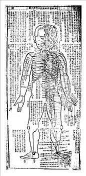 针灸,图表,正面,日本,19世纪,艺术家,未知