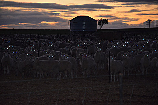 夜幕羊群