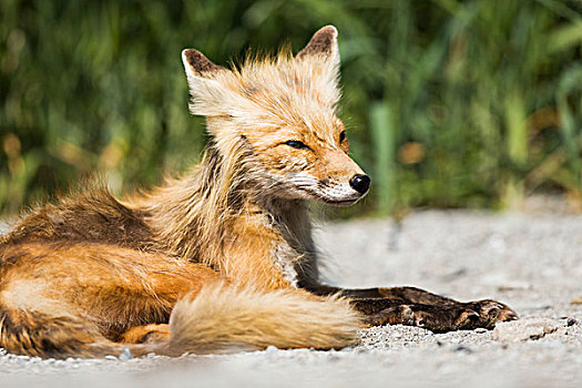 红狐,狐属,海滩,假的,西南方,阿拉斯加,美国