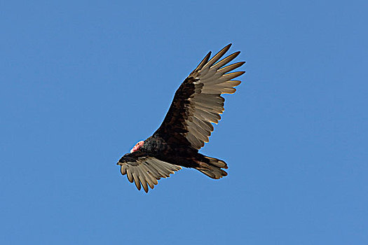 美洲鹫,红头美洲鹫,帕拉加斯,国家公园,秘鲁
