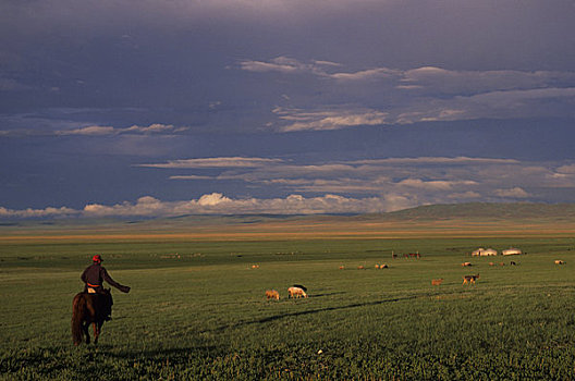 中心,蒙古,靠近,喀喇昆仑,草地,草原,骑马,牧人