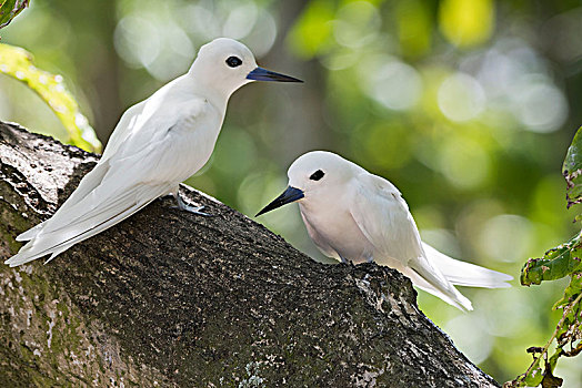 白色,燕鸥,阿尔巴,岛屿,塞舌尔,非洲