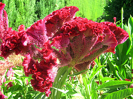 红花,花园,阿尔罕布拉