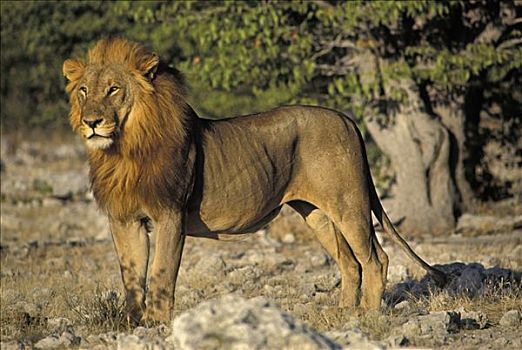 站立,雄性,狮子,埃托沙国家公园,纳米比亚