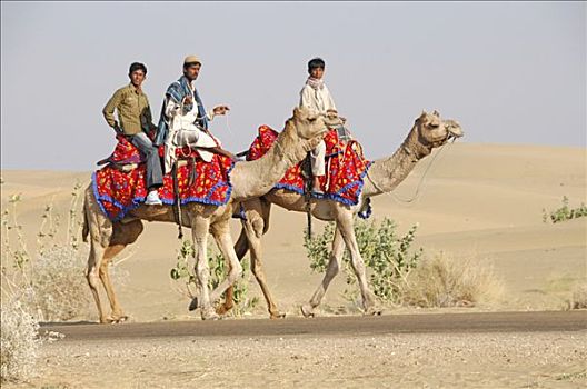 印度人,骆驼,斋沙默尔,拉贾斯坦邦,北印度,亚洲