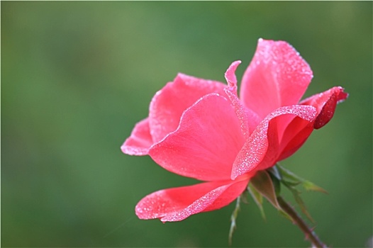 特写,漂亮,粉红玫瑰