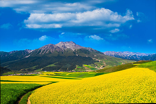 青海省祁连县卓尔山景区牛心山下的油菜花田