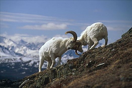 野大白羊,公羊,山坡,德纳里国家公园,阿拉斯加山脉,室内
