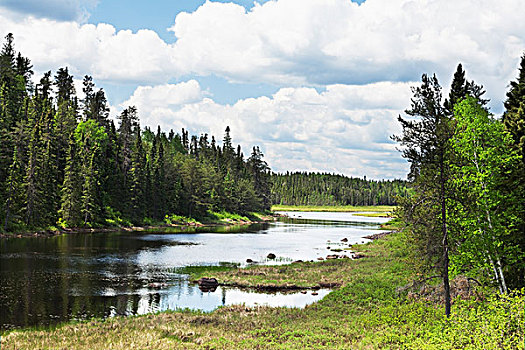 水塘,围绕,树林,桑德贝,安大略省,加拿大