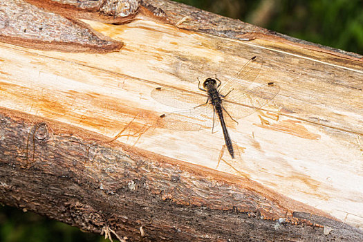 小,蜻蜓,块,木头