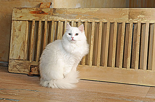 白色,猫,坐,木地板,特写