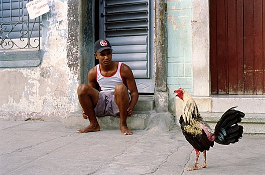 男人,看,公鸡,西恩富戈斯,古巴