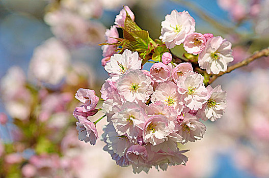 花,日本,樱桃树,枝条,北莱茵威斯特伐利亚,德国,欧洲
