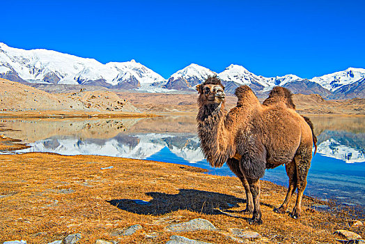 新疆,雪山,蓝天,湖,倒影,骆驼