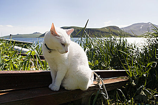 白色,小猫,姿势,正面,假的,海峡,岛屿,背景,西南方,阿拉斯加,美国