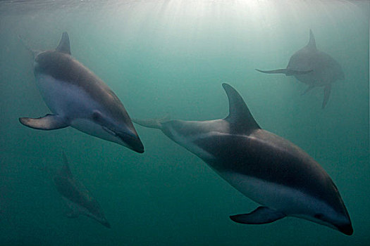 乌色海豚,南岛,新西兰,太平洋,水下