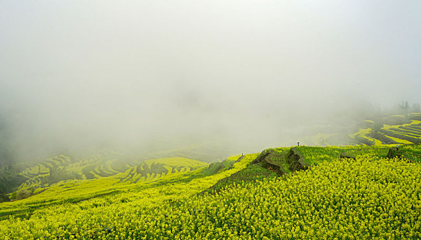 重庆酉阳,小雨晨雾满山涧,金波道道秀梯田