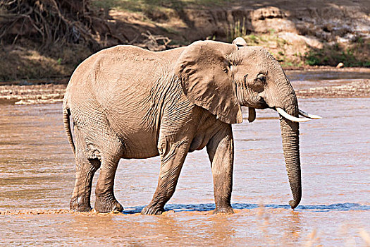 非洲象,穿过,河,萨布鲁国家公园,肯尼亚,非洲