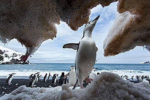 南极,南设得兰群岛,帽带企鹅,阿德利企鹅属,攀登,雪,悬崖,悬垂,欺骗岛