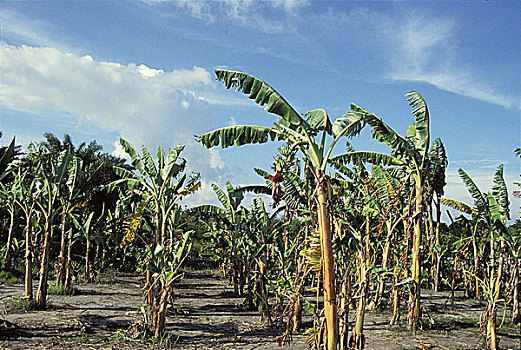 香蕉,种植园,孟加拉