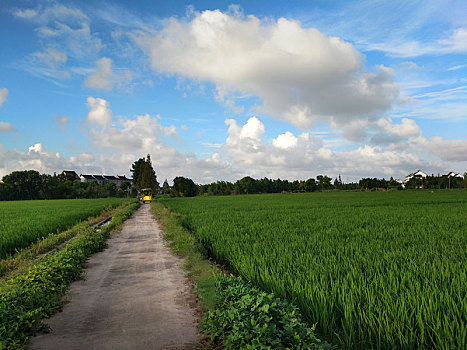 乡野美景,夏日乡村