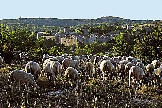 法国,法国南部,母羊,成群