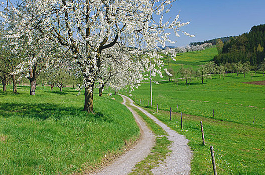樱桃树,乡间小路,巴登符腾堡,德国