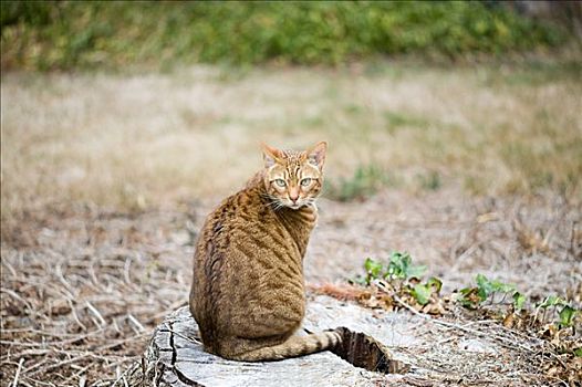 肖像,猫