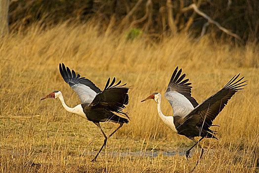 鹤,一对,飞,国家公园,赞比亚,非洲