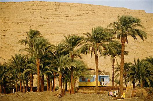 房子,棕榈树,埃及