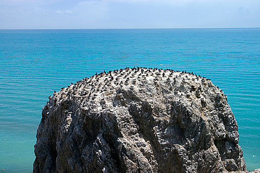 青海湖鸟岛