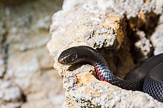 黑色,蛇,盘绕,岩石上,澳大利亚