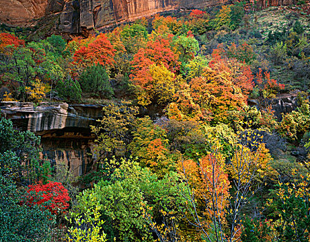 秋叶,条纹,悬崖,锡安国家公园,犹他,美国