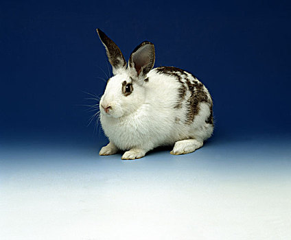 黑白,兔子,蓝色背景