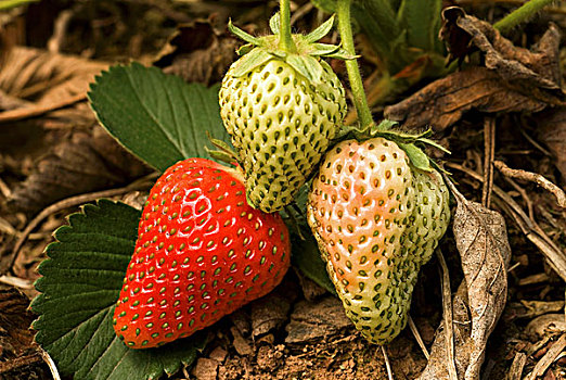 成熟,不熟,草莓,植物