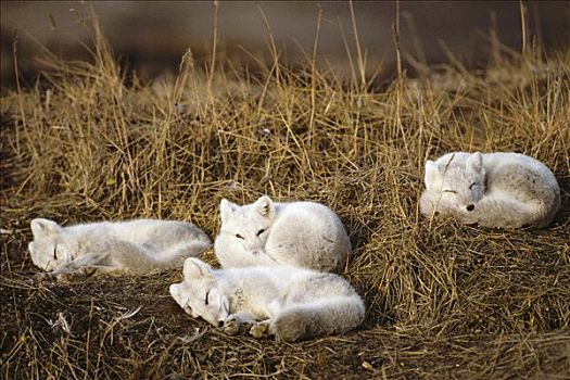 北极狐,小动物,睡觉,靠近,窝,北方,斜坡,北极