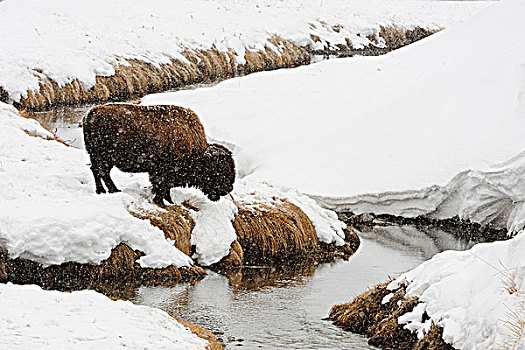 美洲野牛,进食,靠近,苏打,山岗,溪流