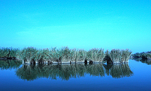 沙湖,湖,芦苇