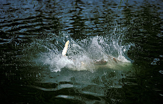 黄色拉布拉多犬,成年,跳跃,水