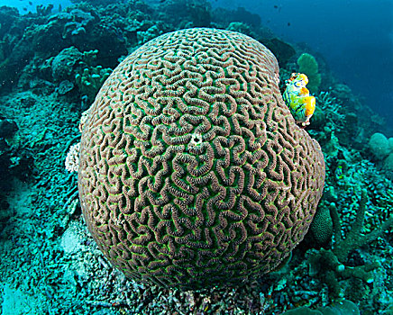 大脑,珊瑚,印度尼西亚
