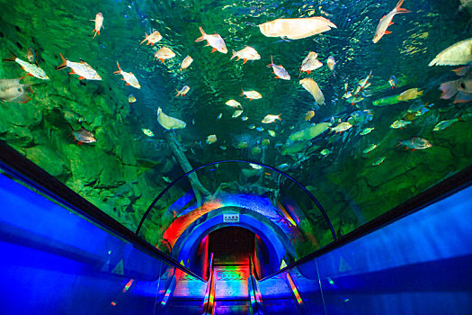 海底观光隧道,玻璃,隧道,孩子,游客