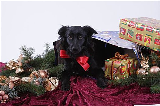 狗,礼包,圣诞礼物