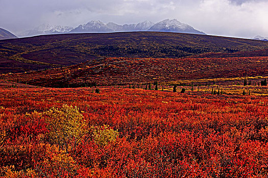 北美,美国,阿拉斯加,德纳里峰国家公园,秋天,苔原,阿拉斯加山脉