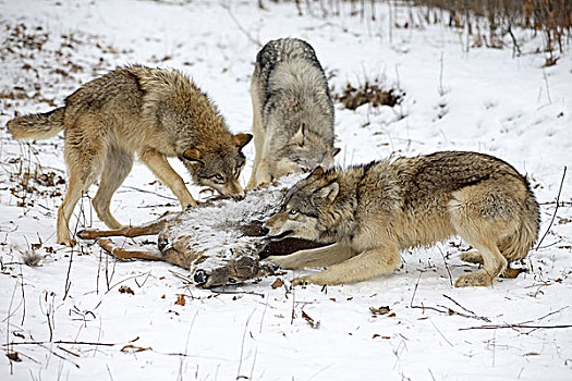 东方,大灰狼,狼,非洲野犬属,掠夺,吃
