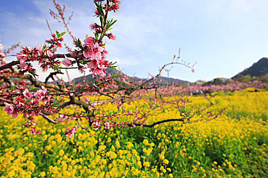 油菜花,桃,花