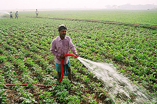农民,水,土豆田,孟加拉,十二月,2007年