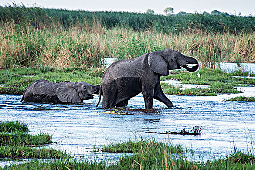 雌性,大象,幼仔,穿过,奥卡万戈三角洲,河,博茨瓦纳,非洲,大幅,尺寸